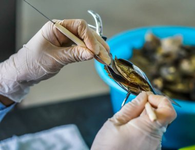 İnci çiftliği işçisi, Vietnam 'daki Tung Sau İnci Çiftliği' nde yüksek kaliteli inci üreten istiridyeden kabuk kabuğu ve kabuk dokusunu yerleştirecek kadar kabuk açar.