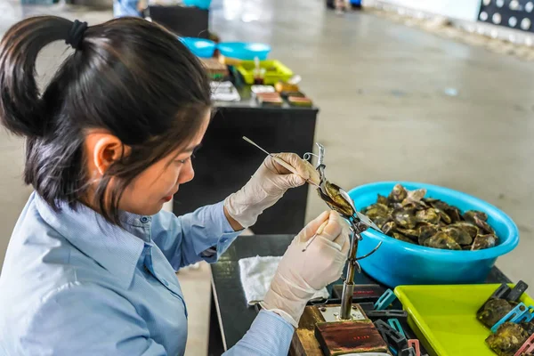 Halong Vietnam Οκτωβρίου 2019 Pearl Farm Worker Opens Shell Just — Φωτογραφία Αρχείου