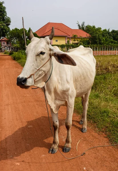 Белая Корова Возле Сиемреапа Камбодже — стоковое фото