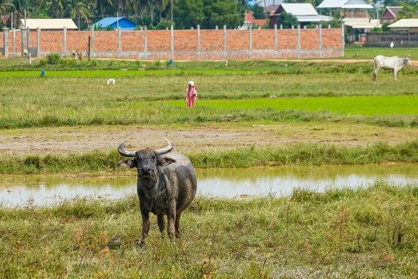 Paisaje Típico Camboya Con Búfalos Agua Vacas — Foto de Stock