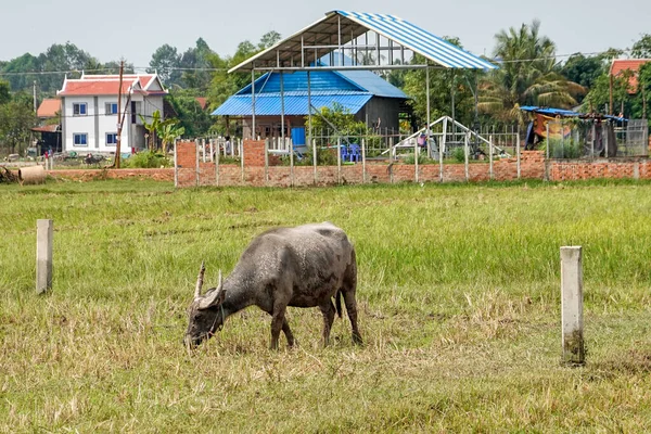 Типичный Ландшафт Камбоджи Водяными Буйволами Коровами — стоковое фото