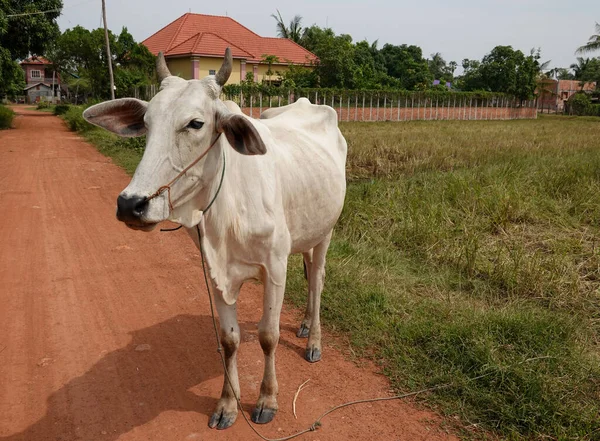 Biała Krowa Pobliżu Siem Reap Kambodży — Zdjęcie stockowe