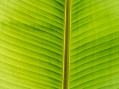 yeşil yaprak dokusu arkaplanı