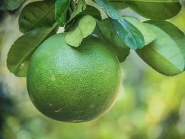 Tayland 'da bir ağaçta yetişen sağlıklı yeşil Pomelo