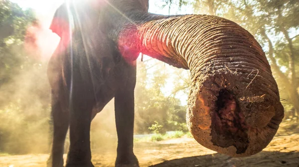 Éléphant Dans Jungle — Photo
