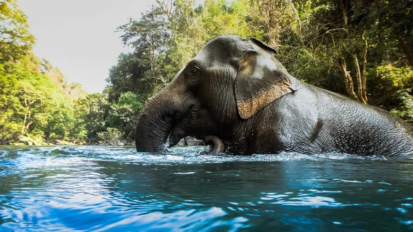 elephant in the water