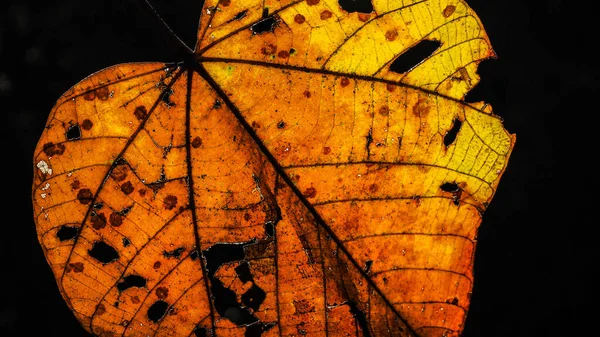 Jaune Automne Feuille Fond Texture — Photo