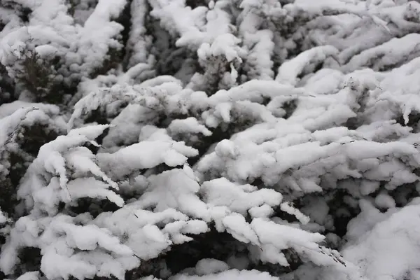 Paesaggio Invernale Con Neve Foresta Congelata Periferia Delle Città Febbraio — Foto Stock