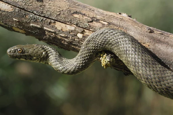 Natrix Tessellata 骰子蛇是一种欧洲 Nonvenomous 蛇属于家庭 Colubridae Natricinae — 图库照片