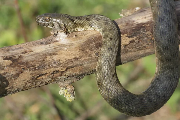 Natrix Tessellata입니다 주사위 Nonvenomous Colubridae 인도의 Natricinae에 속하는 — 스톡 사진