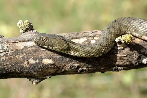 Natrix Tessellata Kocka Kígyó Egy Európai Nonvenomous Kígyó Colubridae Alcsalád — Stock Fotó