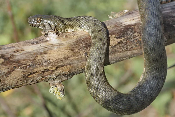 Natrix Tessellata입니다 주사위 Nonvenomous Colubridae 인도의 Natricinae에 속하는 — 스톡 사진