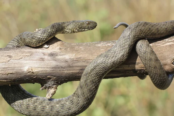 Natrix Tessellata입니다 주사위 Nonvenomous Colubridae 인도의 Natricinae에 속하는 — 스톡 사진