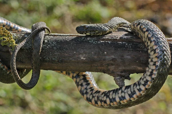 ヤマドリ Tessellata サイコロ蛇は家族 ナミヘビ科 Natricinae 亜科に属する欧州毒ヘビです — ストック写真