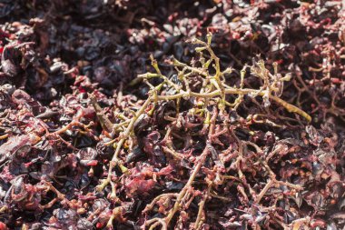 Şarap yapma. Şarap üretim teknolojisi. Şarap yapma halk geleneği. Moldova şarap üretimi. Üzüm işleme eski geleneği. Sıkacağı şarap basın için kullanılır.