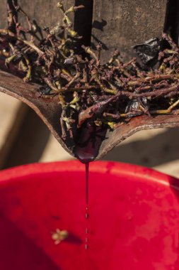 Şarap yapma. Şarap üretim teknolojisi. Şarap yapma halk geleneği. Moldova şarap üretimi. Üzüm işleme eski geleneği. Sıkacağı şarap basın için kullanılır.