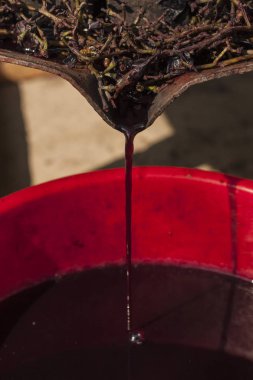 Şarap yapma. Şarap üretim teknolojisi. Şarap yapma halk geleneği. Moldova şarap üretimi. Üzüm işleme eski geleneği. Sıkacağı şarap basın için kullanılır.