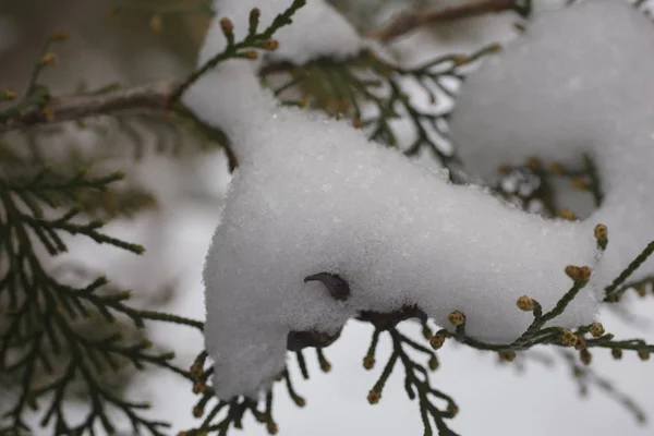 Thuja Nella Neve Fiocchi Neve Albero Piante Inverno — Foto Stock