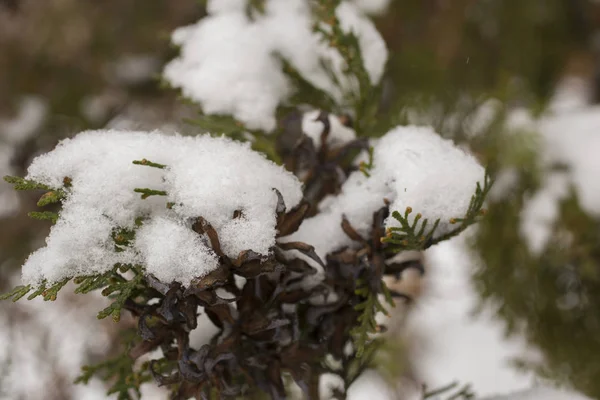 Thuja Nella Neve Fiocchi Neve Albero Piante Inverno — Foto Stock