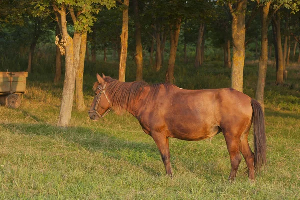 Кобыла Пастбище Выпас Лошадей Лошадь Ест Траву Закате — стоковое фото