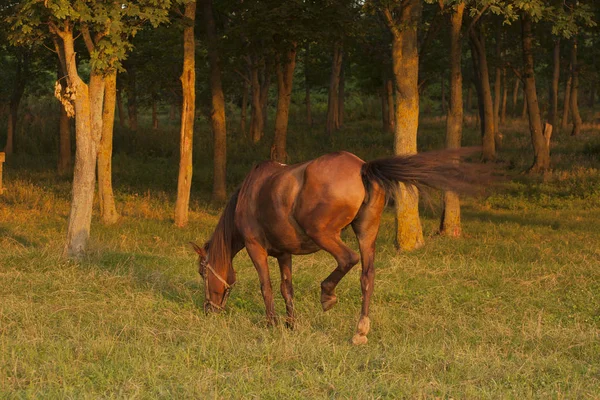 Кобыла Пастбище Выпас Лошадей Лошадь Ест Траву Закате — стоковое фото