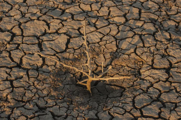 Terreno Assado Calor Fundo Lago Secou Ramo Árvore Morta Terra — Fotografia de Stock