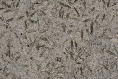 Dünya güneşin susuz. Kurutulmuş kadar gölün dibinde. Kuşlar çamur yürümek.