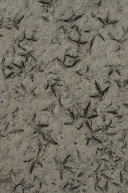 Dünya güneşin susuz. Kurutulmuş kadar gölün dibinde. Kuşlar çamur yürümek.