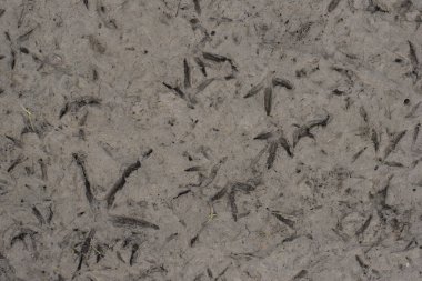 Dünya güneşin susuz. Kurutulmuş kadar gölün dibinde. Kuşlar çamur yürümek.