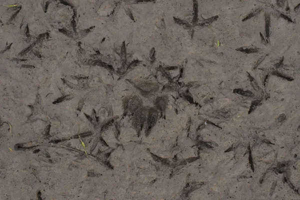 Earth Dehydrated Sun Bottom Dried Lake Birds Dogs Walk Mud — Stock Photo, Image