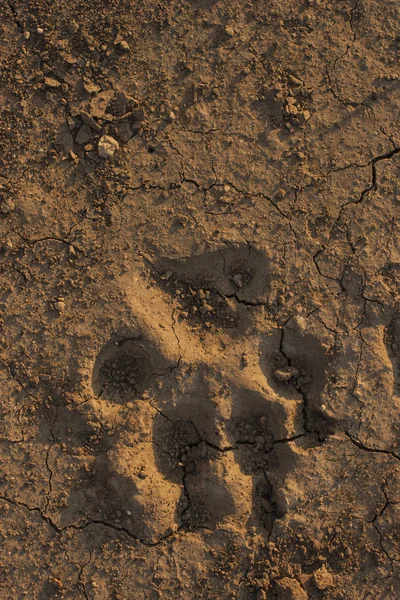 Earth dehydrated by the sun. The bottom of the dried up lake. Traces of the predator on the cracked earth.