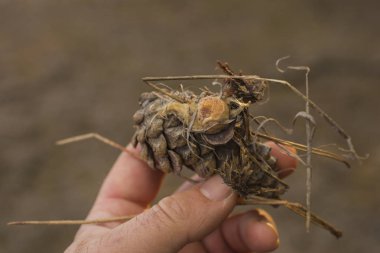 Yumurta böcek çam koni üzerinde düzenleme. Hasarlı koza. Spider yumurta-yiyecek yırtıcı böcekler için.