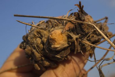 Yumurta böcek çam koni üzerinde düzenleme. Hasarlı koza. Spider yumurta-yiyecek yırtıcı böcekler için.