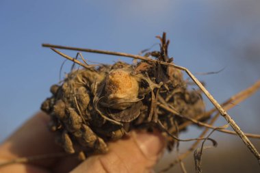 Yumurta böcek çam koni üzerinde düzenleme. Hasarlı koza. Spider yumurta-yiyecek yırtıcı böcekler için.