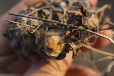 Yumurta böcek çam koni üzerinde düzenleme. Hasarlı koza. Spider yumurta-yiyecek yırtıcı böcekler için.