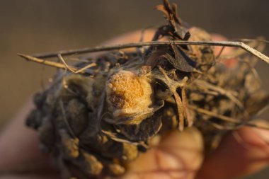 Yumurta böcek çam koni üzerinde düzenleme. Hasarlı koza. Spider yumurta-yiyecek yırtıcı böcekler için.