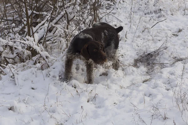 Немецкий Wirehaired Pointer Мбаппе Гриффон Снегу Играет Собака — стоковое фото