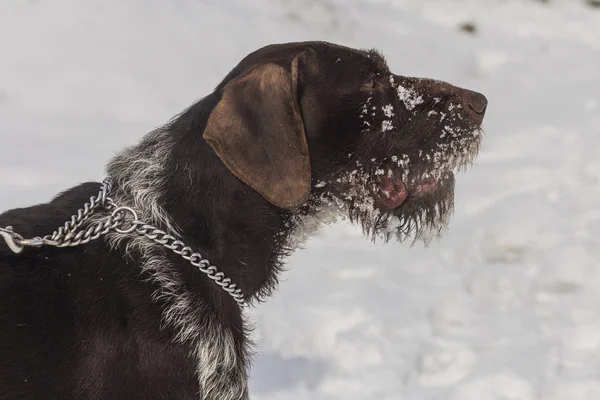 German Wirehaired Pointer Deutsch Drahthaar Griffon Dog Playing Snow — Stock Photo, Image