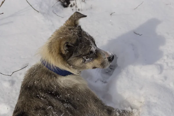 Chien Joue Sur Neige Étrange Chien Aux Yeux Blancs Predator — Photo