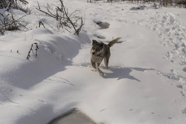 Cane Sta Giocando Sulla Neve Strano Cane Con Gli Occhi — Foto Stock