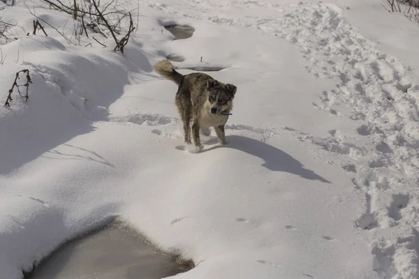 Chien Joue Sur Neige Étrange Chien Aux Yeux Blancs Predator — Photo