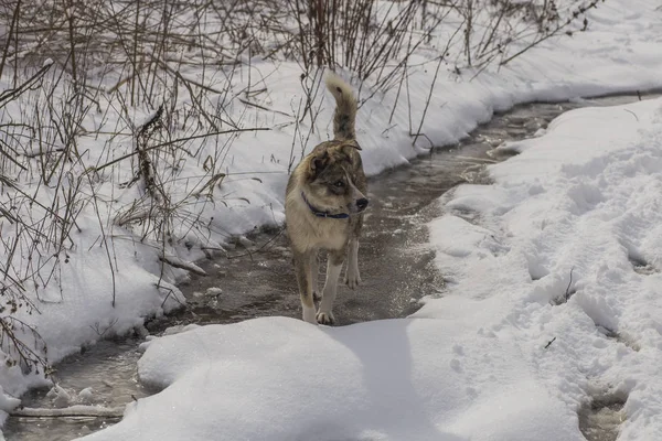 Ένας Σκύλος Παίζει Στο Χιόνι Παράξενος Σκύλοs Λευκά Μάτια Predator — Φωτογραφία Αρχείου