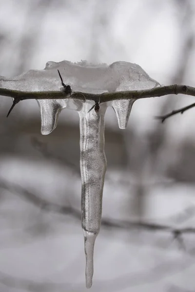 Spring Came Icicles Tree Winter Everything Melts — Stock Photo, Image