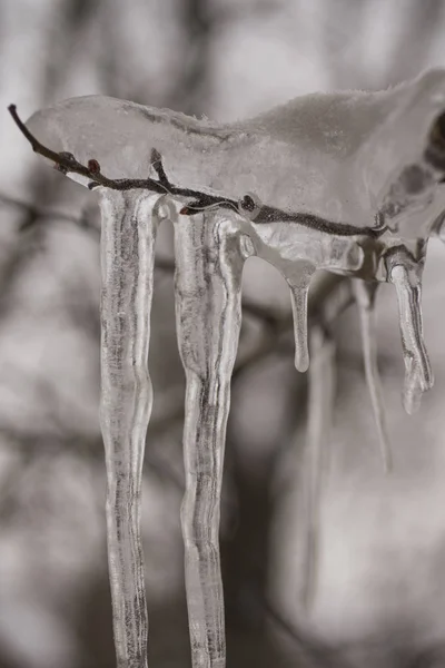 Spring Came Icicles Tree Winter Everything Melts — Stock Photo, Image