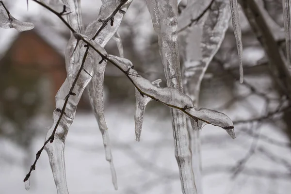 Llegó Primavera Icículos Árbol Después Del Invierno Todo Derrite — Foto de Stock