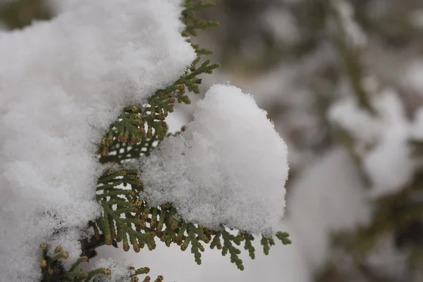 Thuja Nella Neve Fiocchi Neve Albero Piante Inverno — Foto Stock