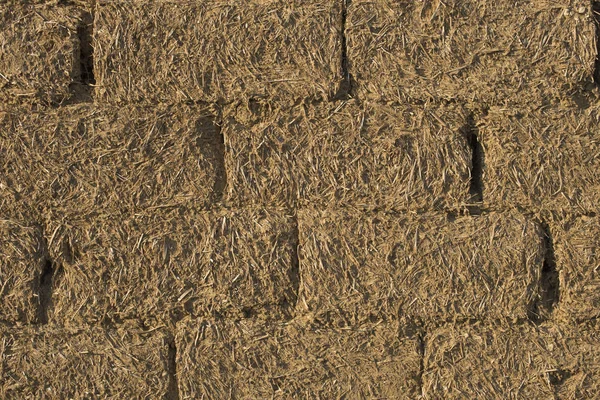 Campo agrícola del trigo en el fondo del cielo azul — Foto de stock
