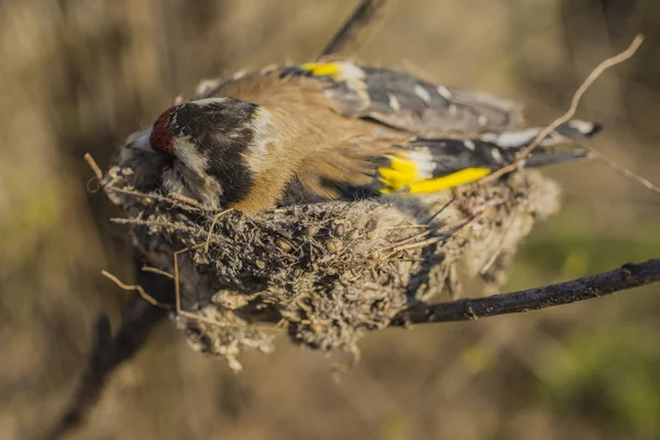 Ein Toter Stieglitz Der Vogel Starb Nest — Stockfoto