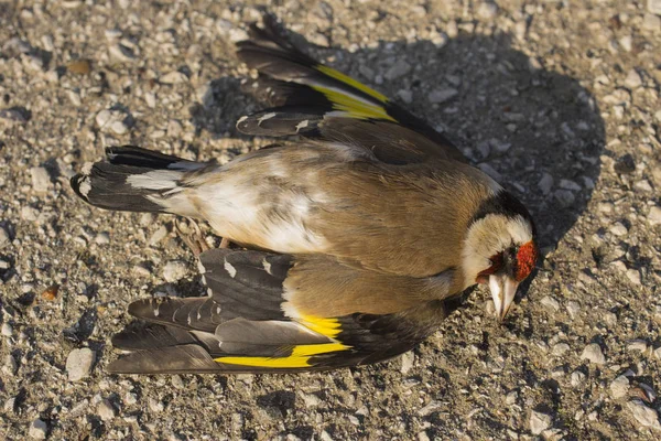 Martwe Szczygieł Road Wars Śmierci Ptaka Śmierć Przez Samochód Ptak — Zdjęcie stockowe