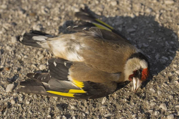 Ein Toter Stieglitz Straßenkriege Sind Der Tod Eines Vogels Tod — Stockfoto